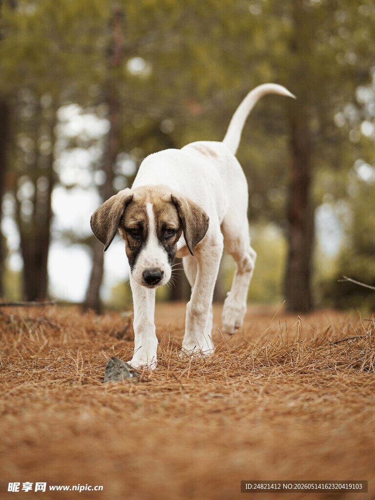 林间漫步的可爱幼犬