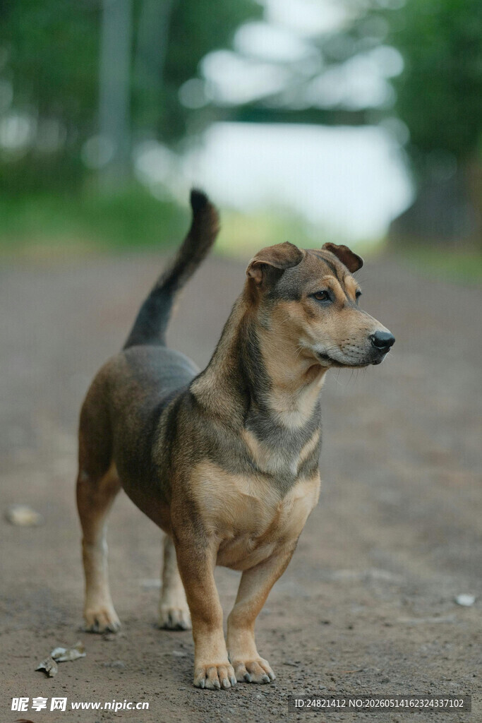 路边站立的可爱小猎犬