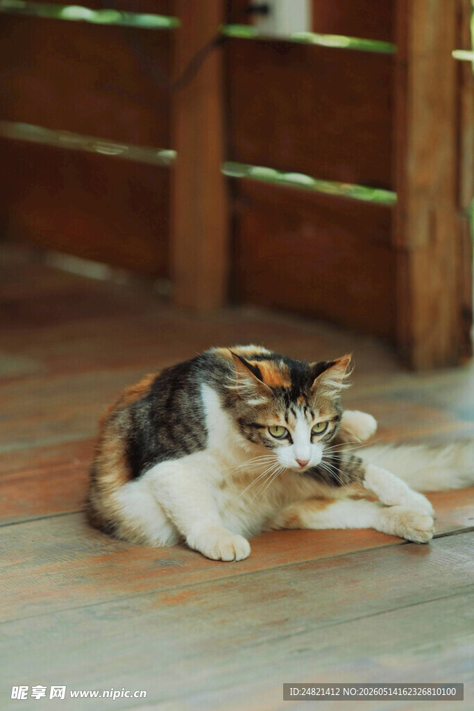 慵懒猫咪惬意躺木地板上