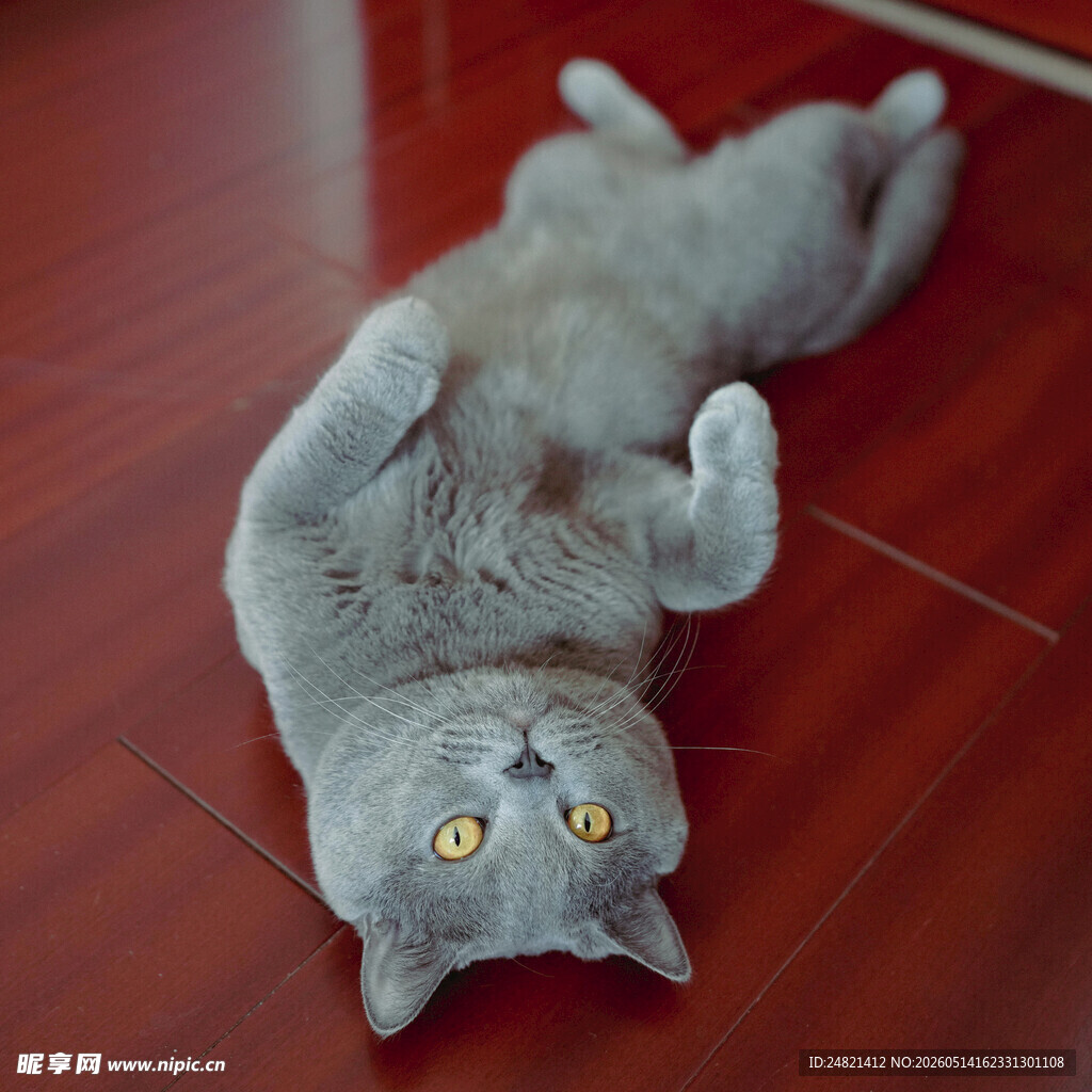 躺地板的可爱灰猫