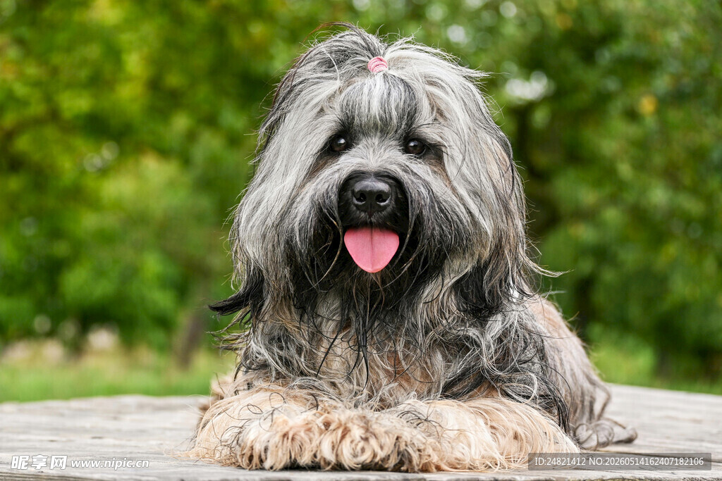 长毛犬趴坐吐舌超可爱