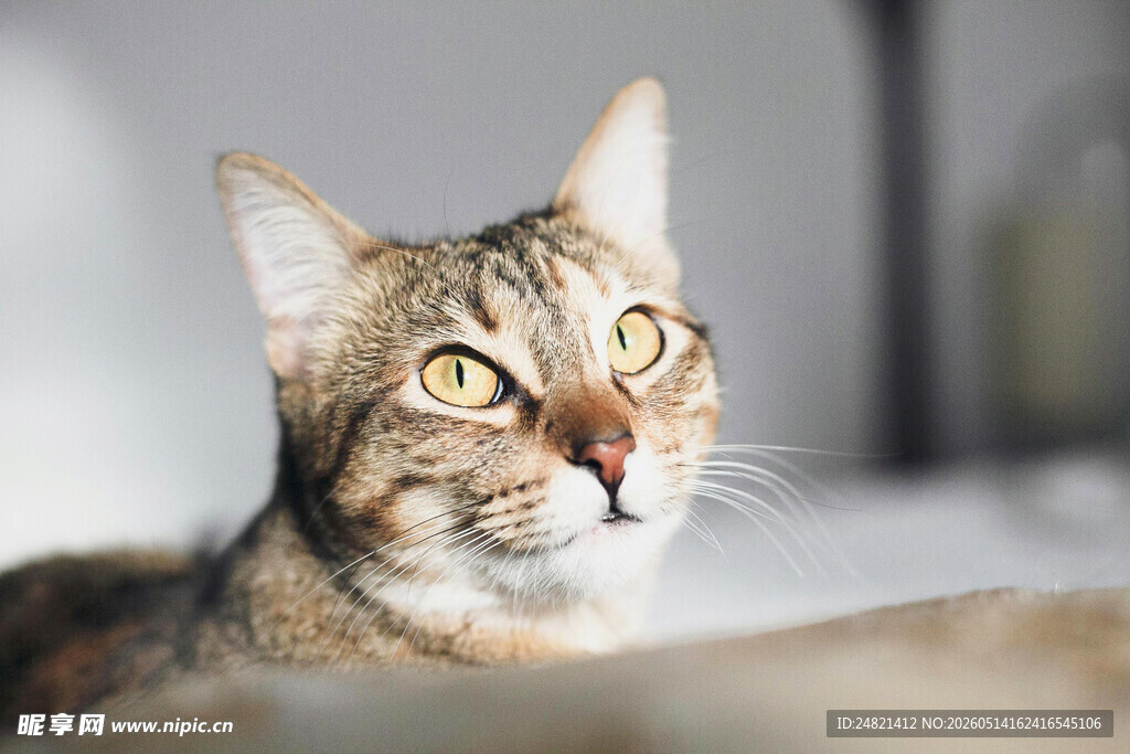 可爱斑纹猫的专注瞬间