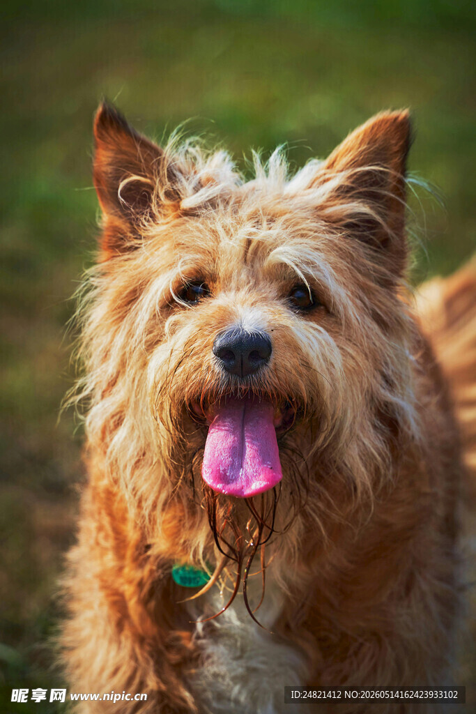 可爱长毛犬吐舌俏皮模样
