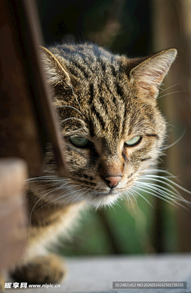 警惕的条纹猫