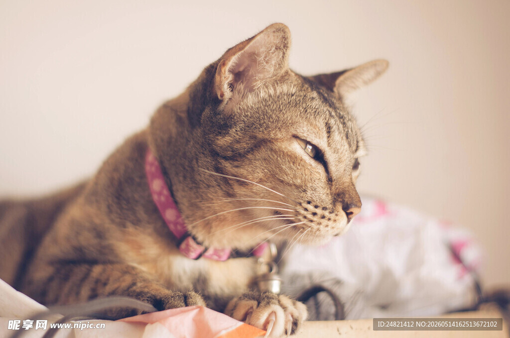戴项圈猫咪惬意趴着