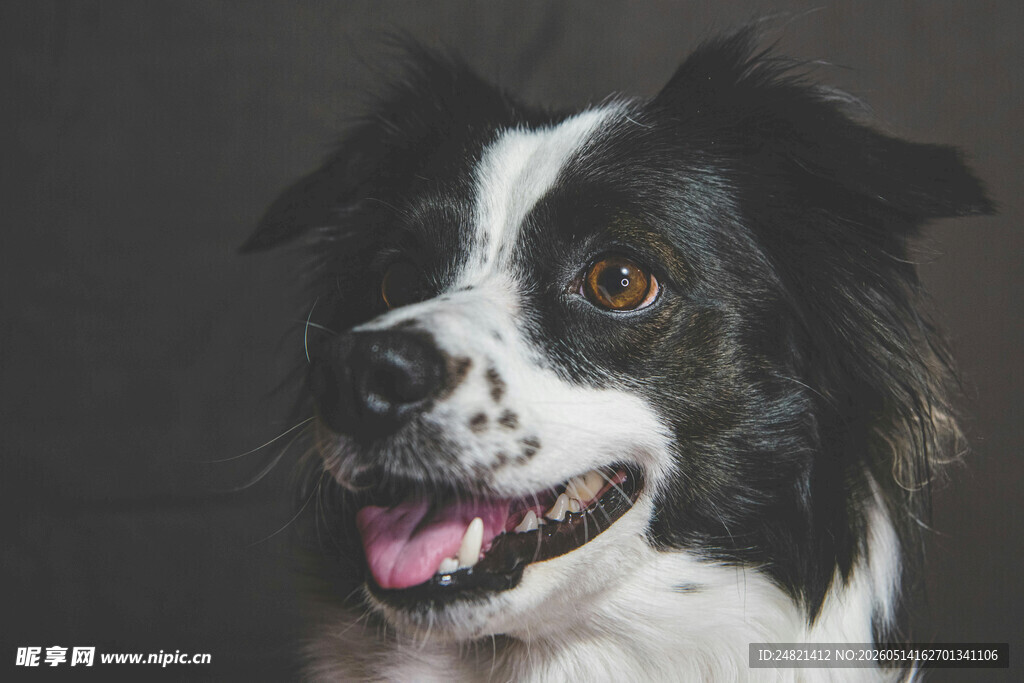 可爱边牧犬的俏皮瞬间