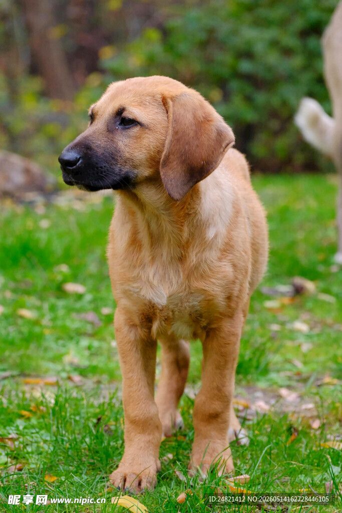 草地上的可爱幼犬