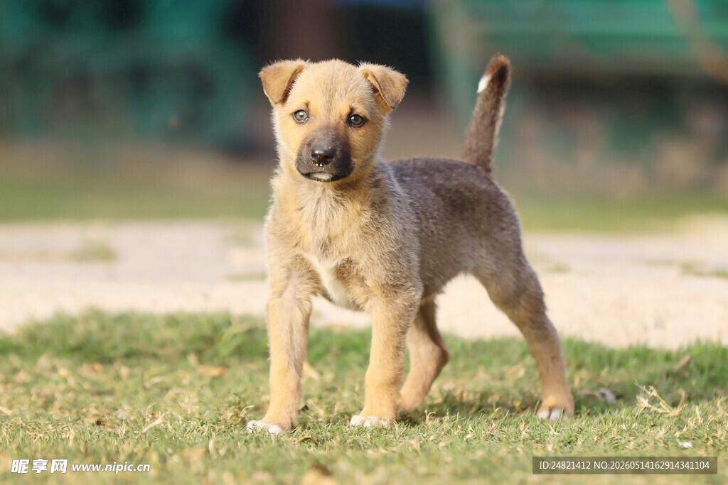 草地上的可爱幼犬