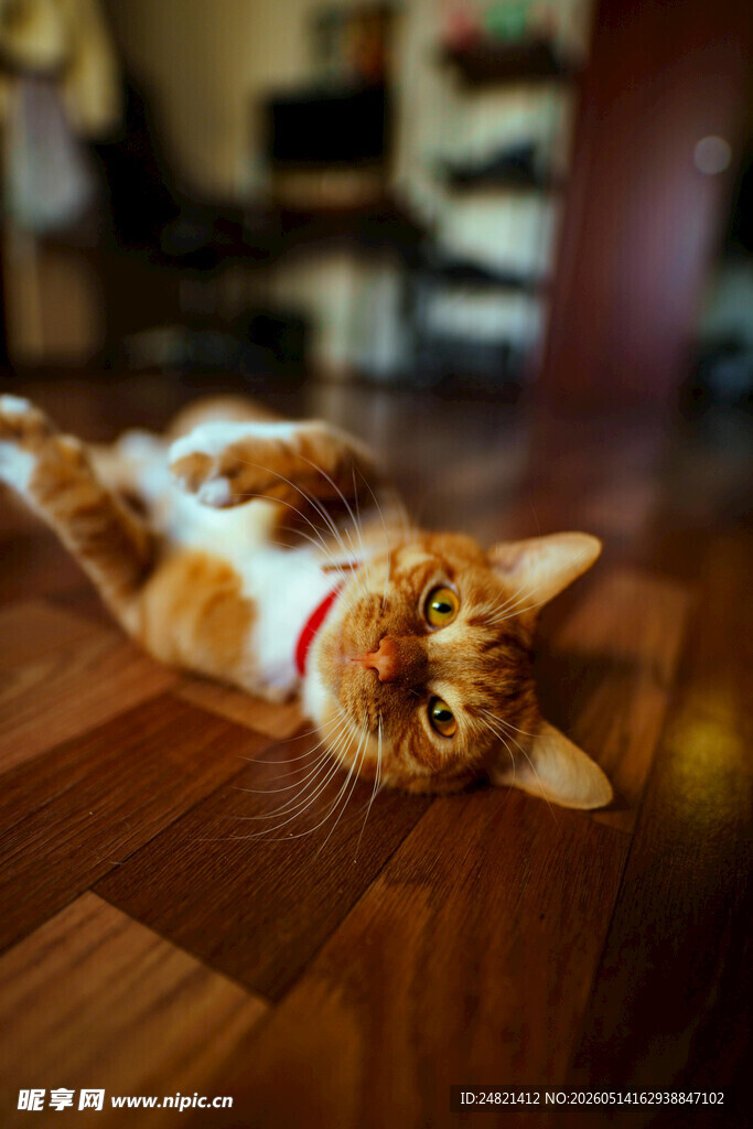 橘猫惬意躺地板