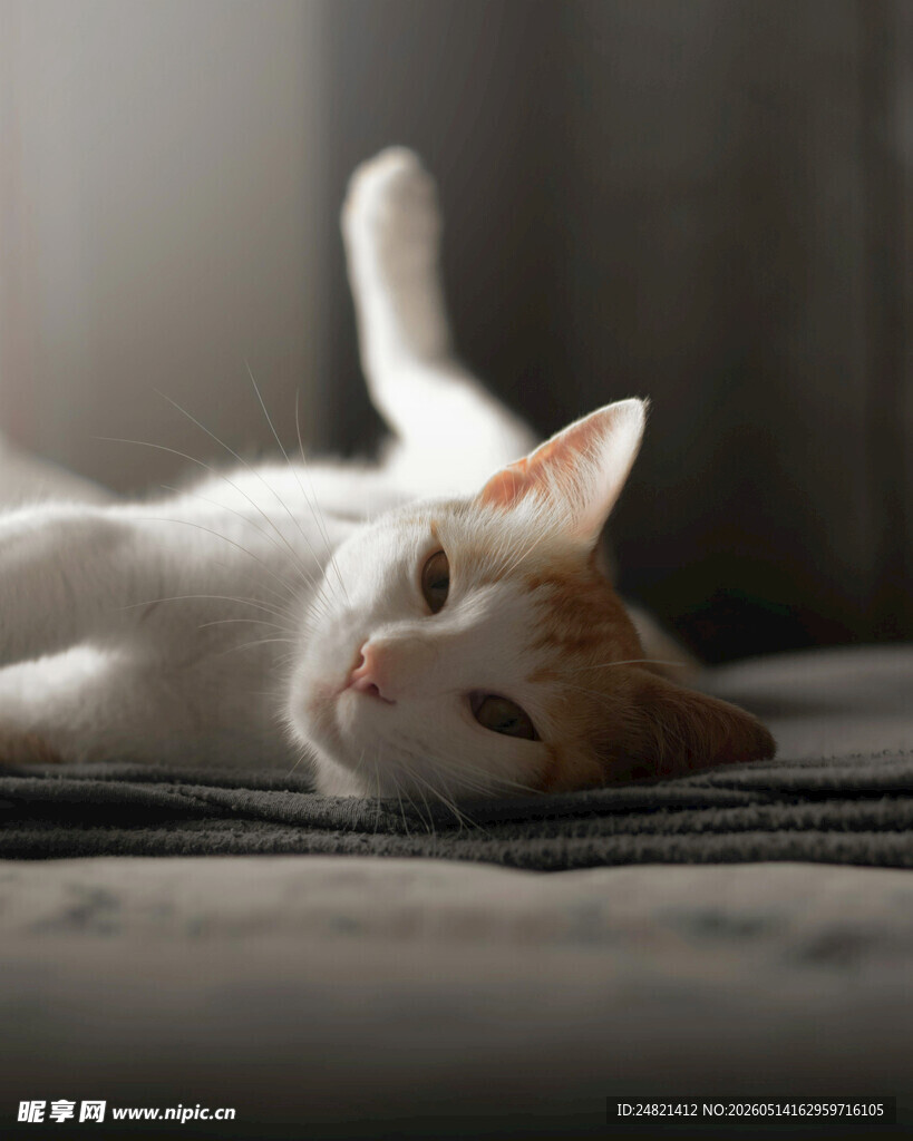 慵懒猫咪惬意躺卧