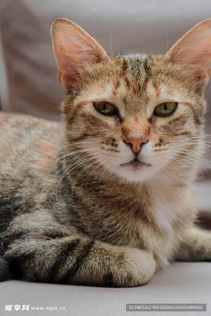 可爱斑纹猫趴卧