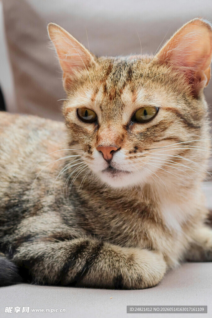 可爱虎斑猫惬意躺卧