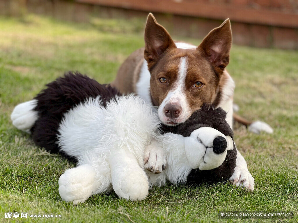 萌犬玩毛绒玩具超可爱
