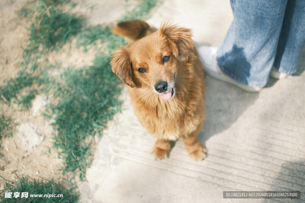 可爱金毛犬与人相伴