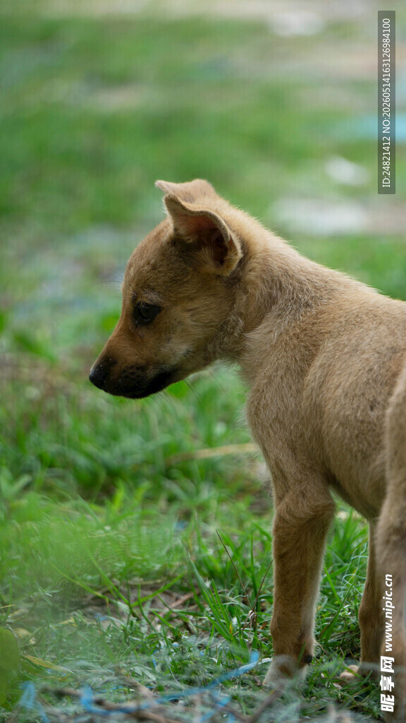 田野中的可爱棕色幼犬