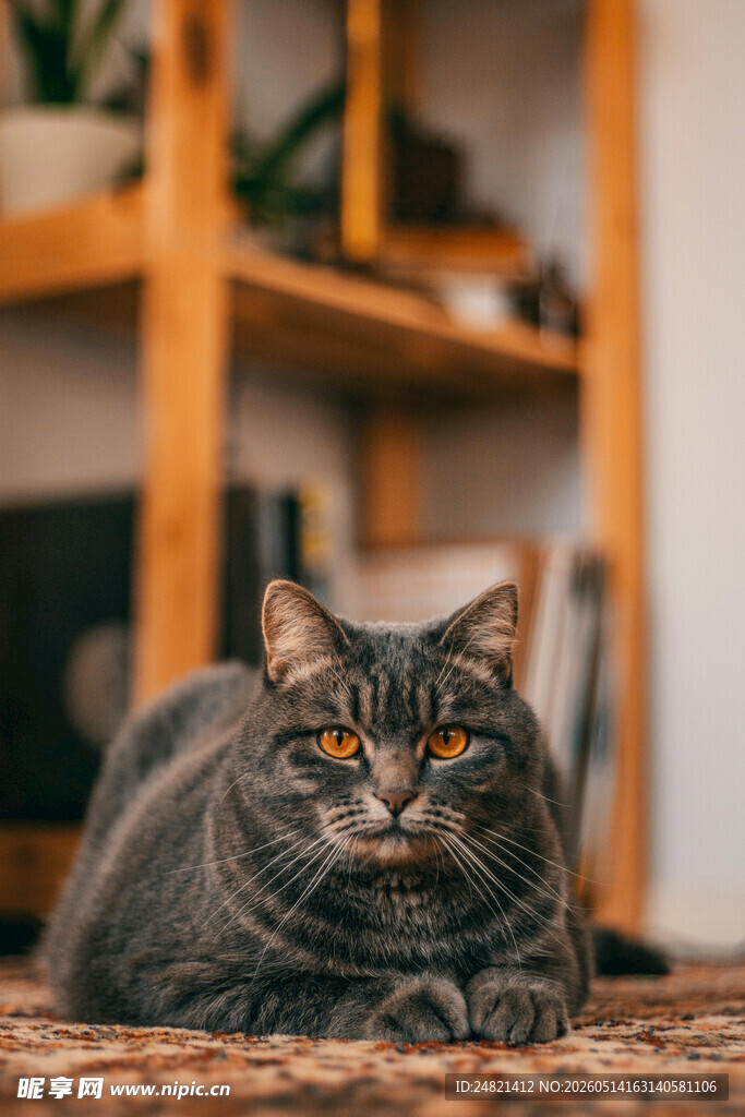慵懒灰猫惬意趴卧