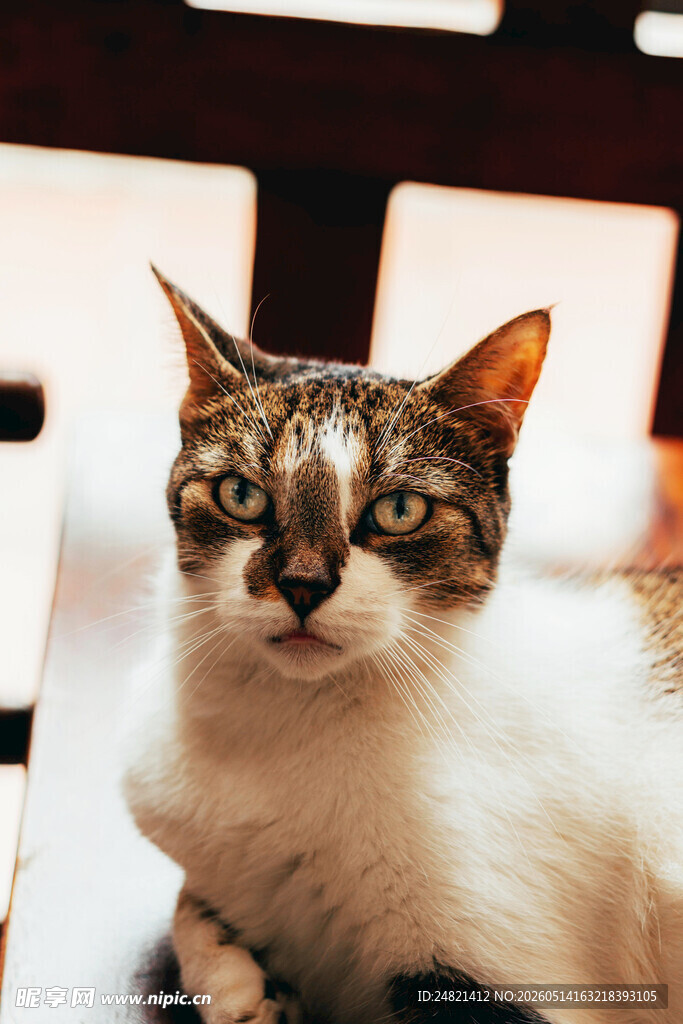 可爱猫咪惬意姿态