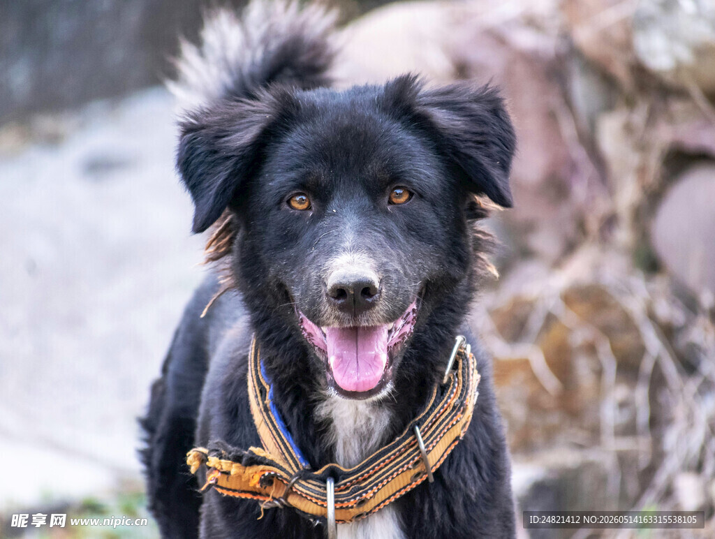 可爱黑犬户外开心模样