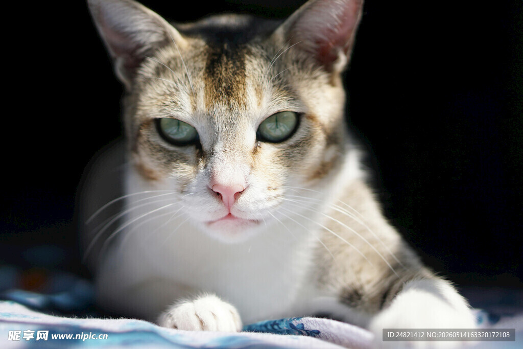 三色猫咪趴卧特写