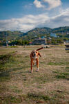 田园犬