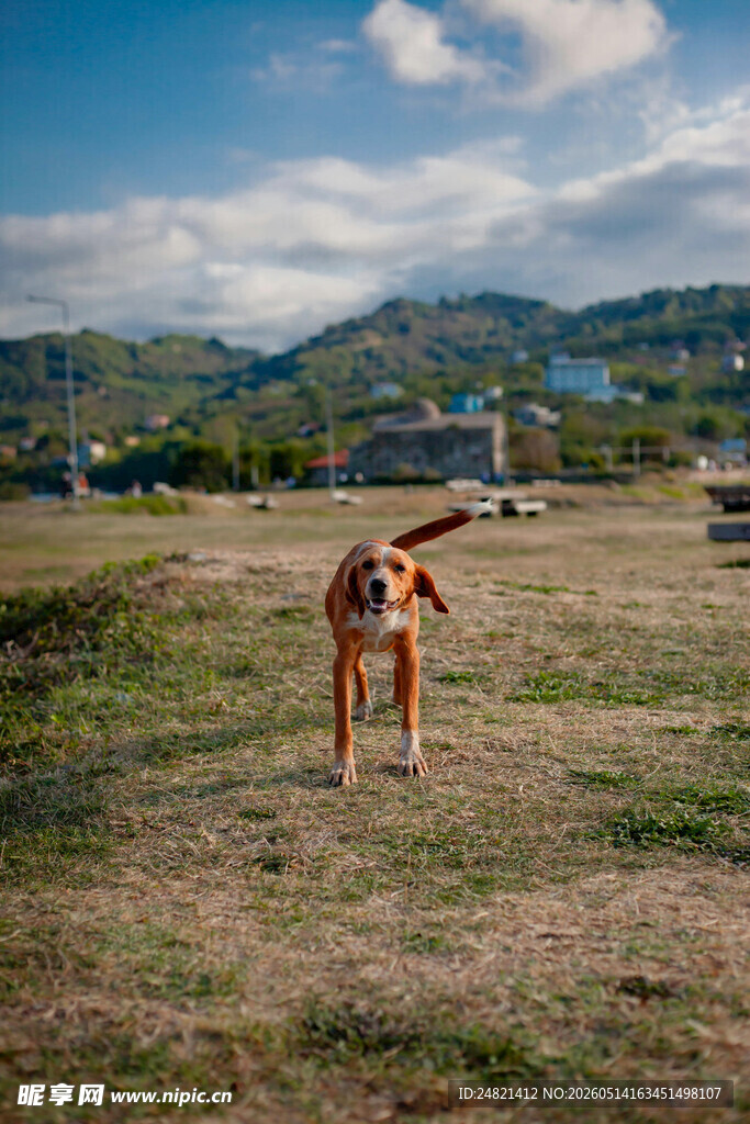 田园犬