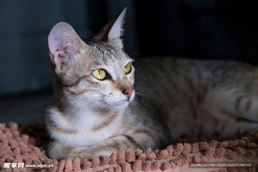 优雅短毛猫侧卧在毛毯上