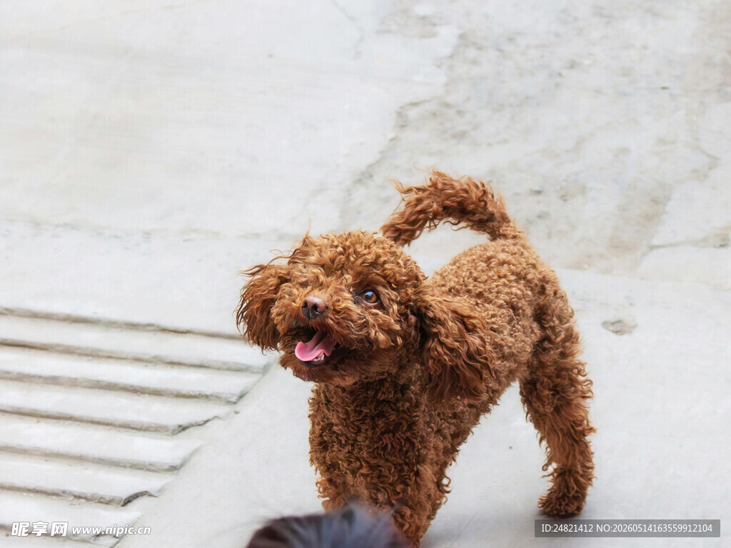 棕色泰迪犬欢快行走