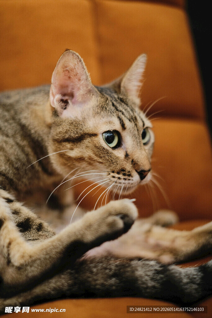 沙发上的可爱斑纹猫咪