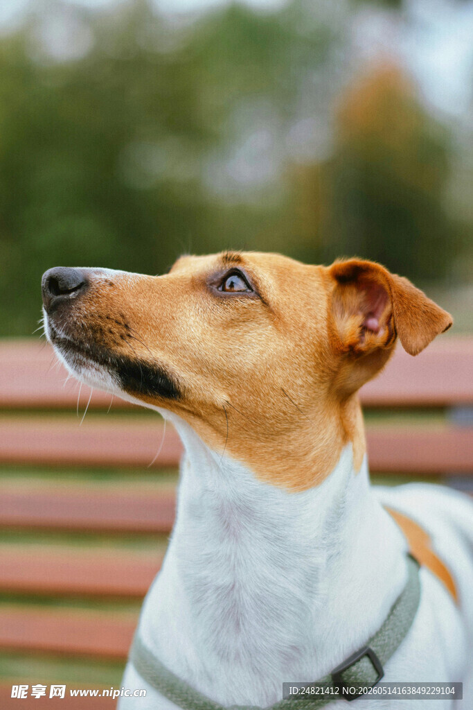 仰头的可爱短毛犬