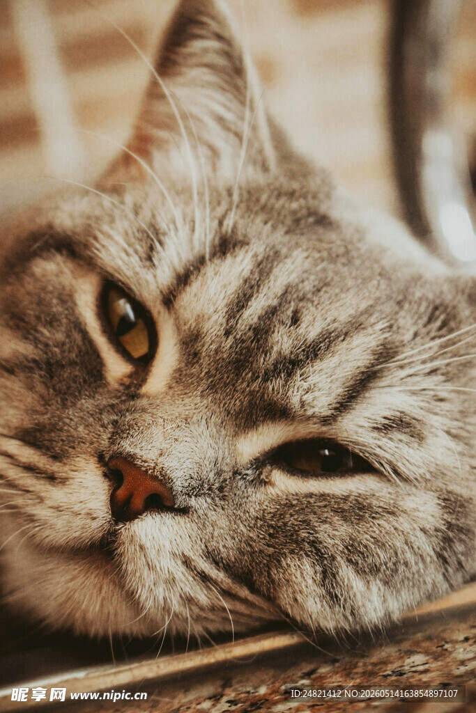 慵懒猫咪惬意趴卧