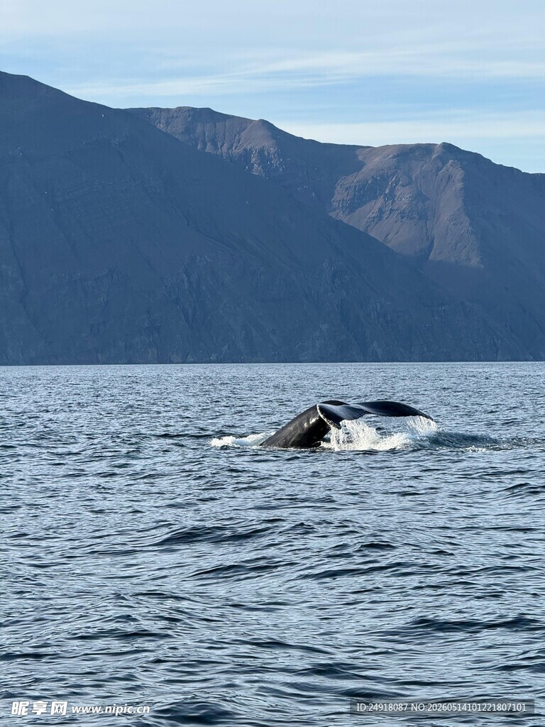 海面鲸鱼露头瞬间