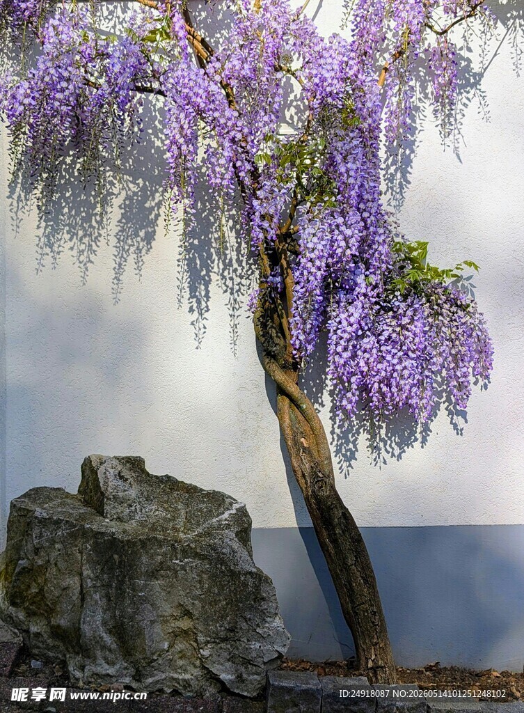 紫藤花开立于石旁