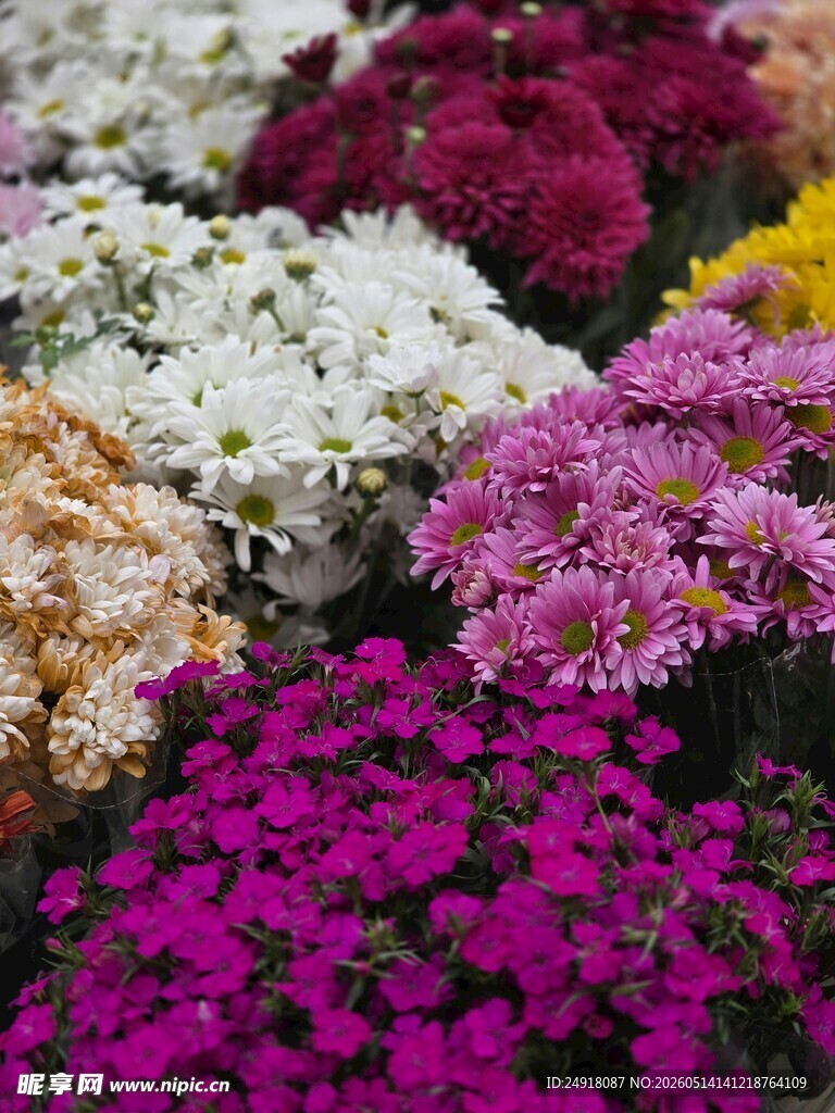 多彩菊花绽放