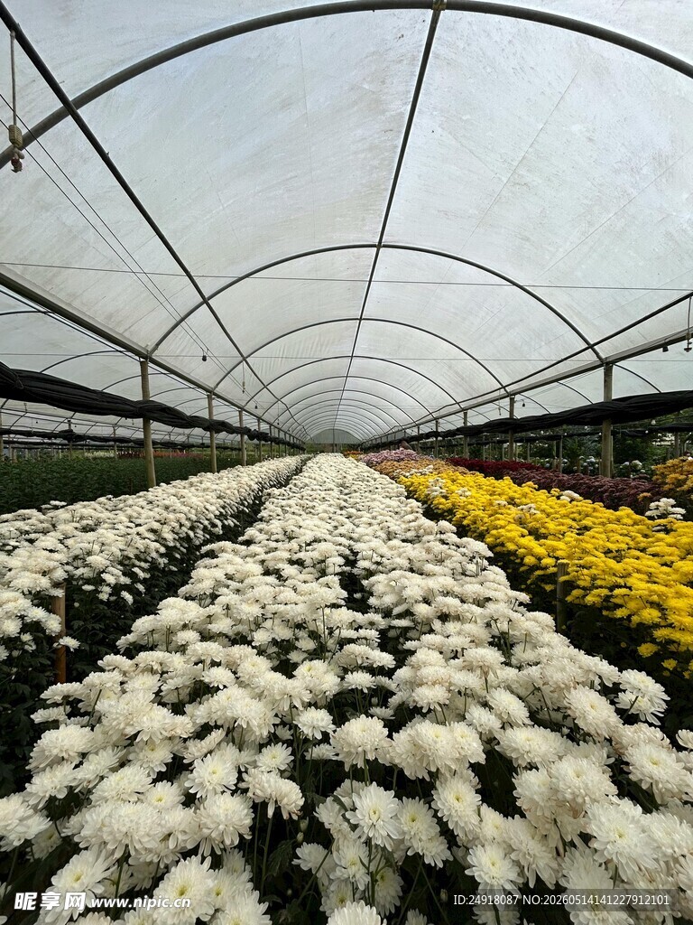 温室中盛开的多彩菊花