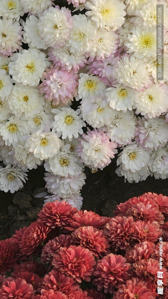 多彩菊花绽放
