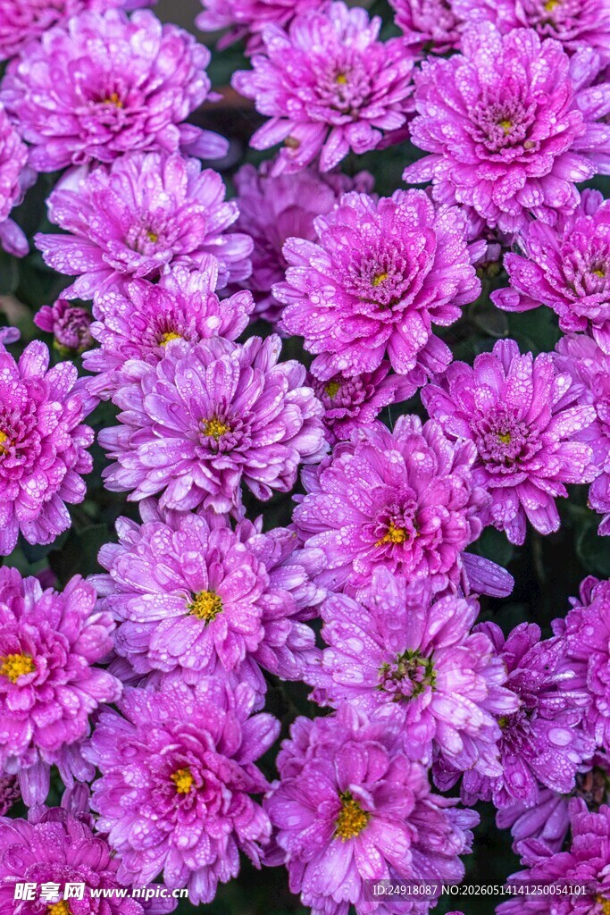 紫色菊花绽放