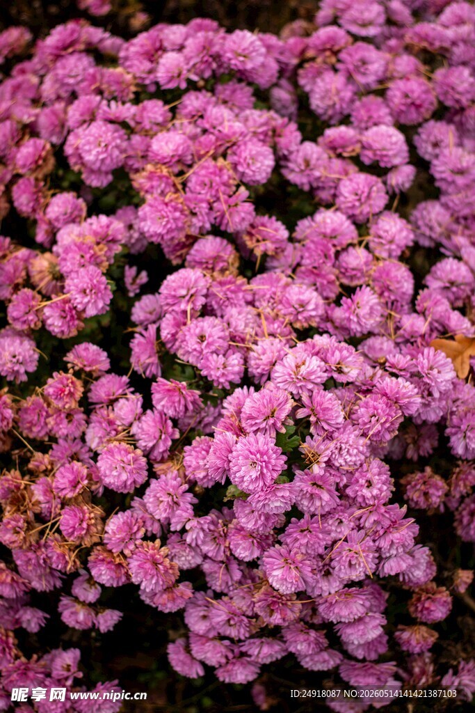 粉色繁花盛景