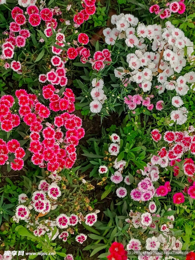 多彩石竹花绽放美景