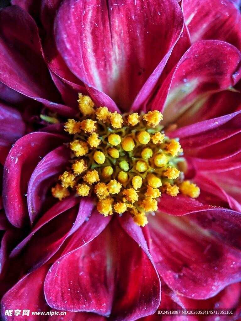 艳丽紫花绽放独特花蕊