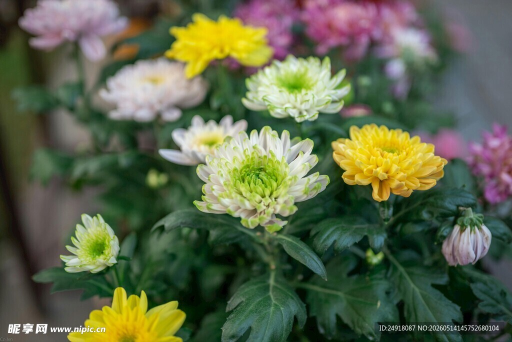 多彩菊花绽放