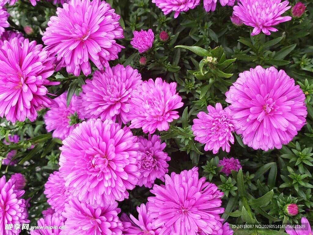 艳丽紫菊绽放