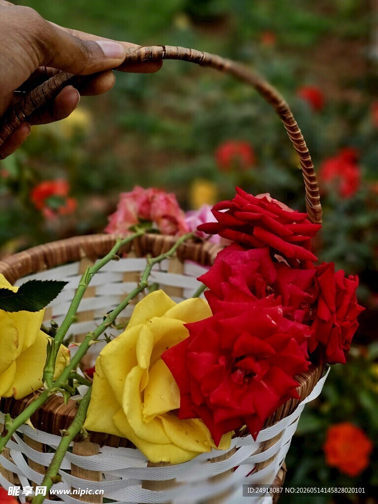 手拎花篮中的多彩鲜花