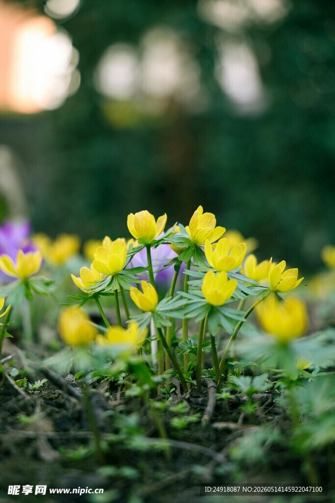 春日黄色小花绽放生机