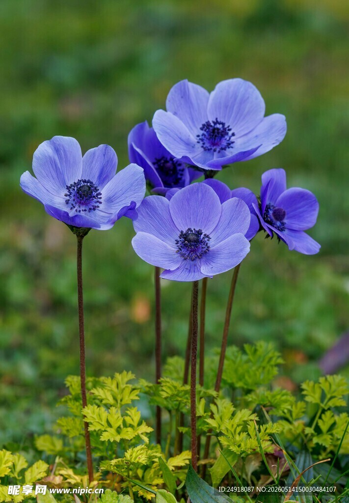 紫色银莲花绽放于绿野