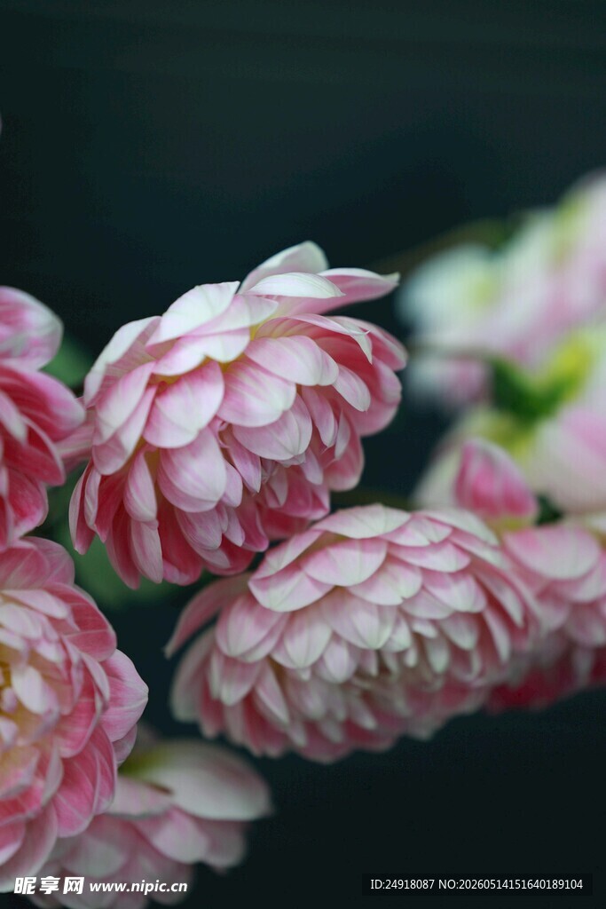 粉色毛茛花特写