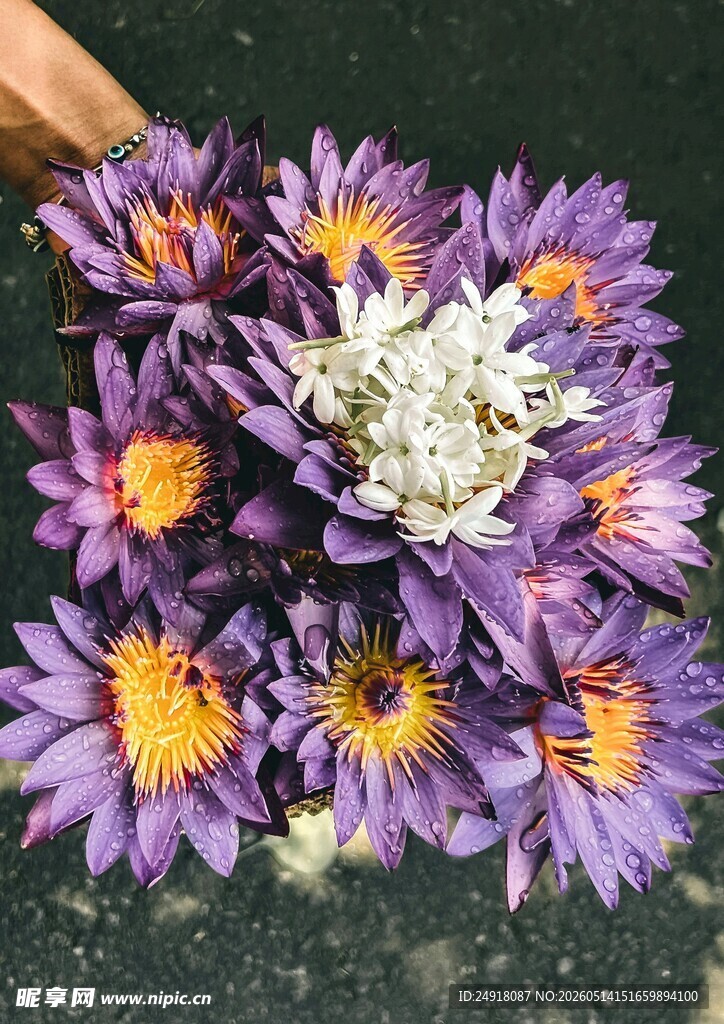 紫色花卉特写