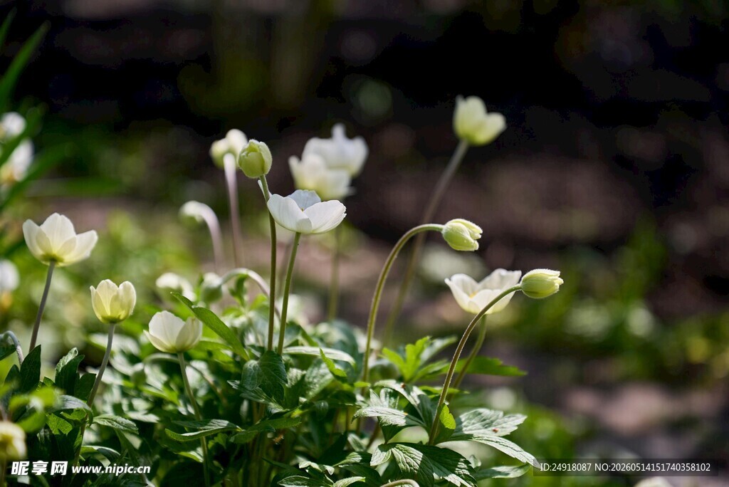 白色小花绽放于绿植间