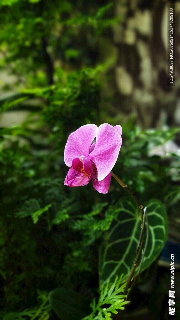 娇艳粉色花朵绽放绿意间