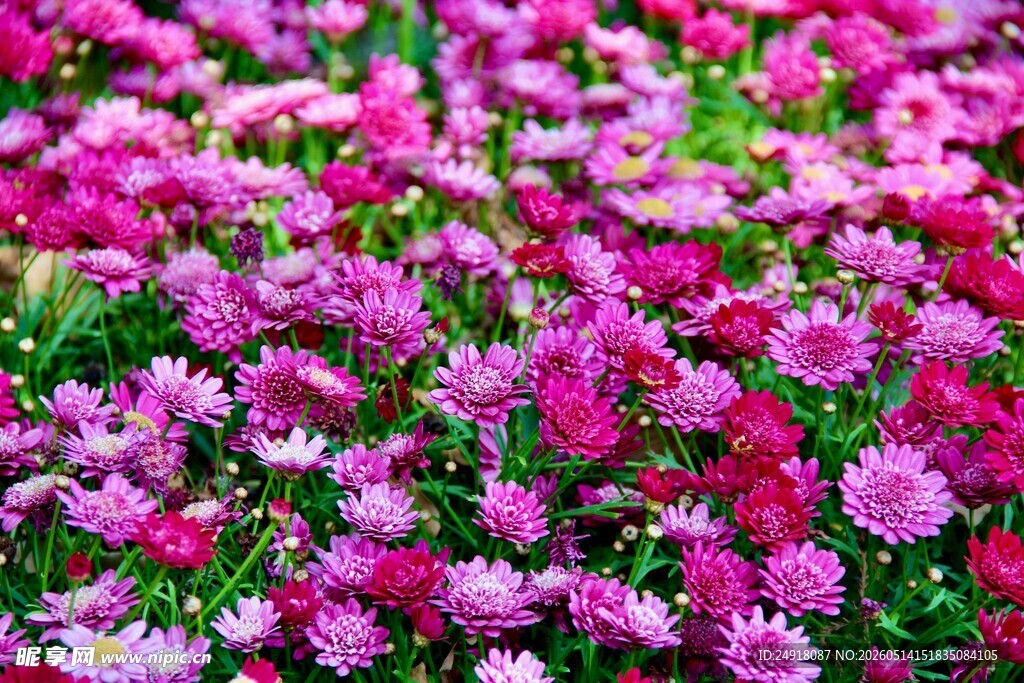 缤纷绚烂的粉色花朵景观