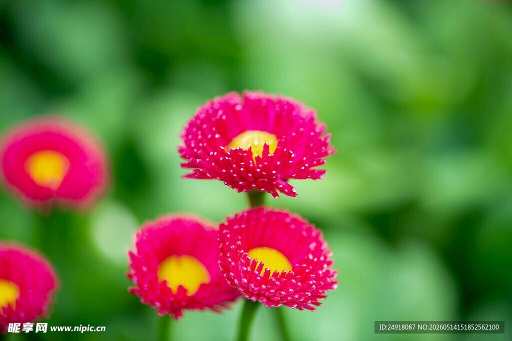 鲜艳粉色雏菊